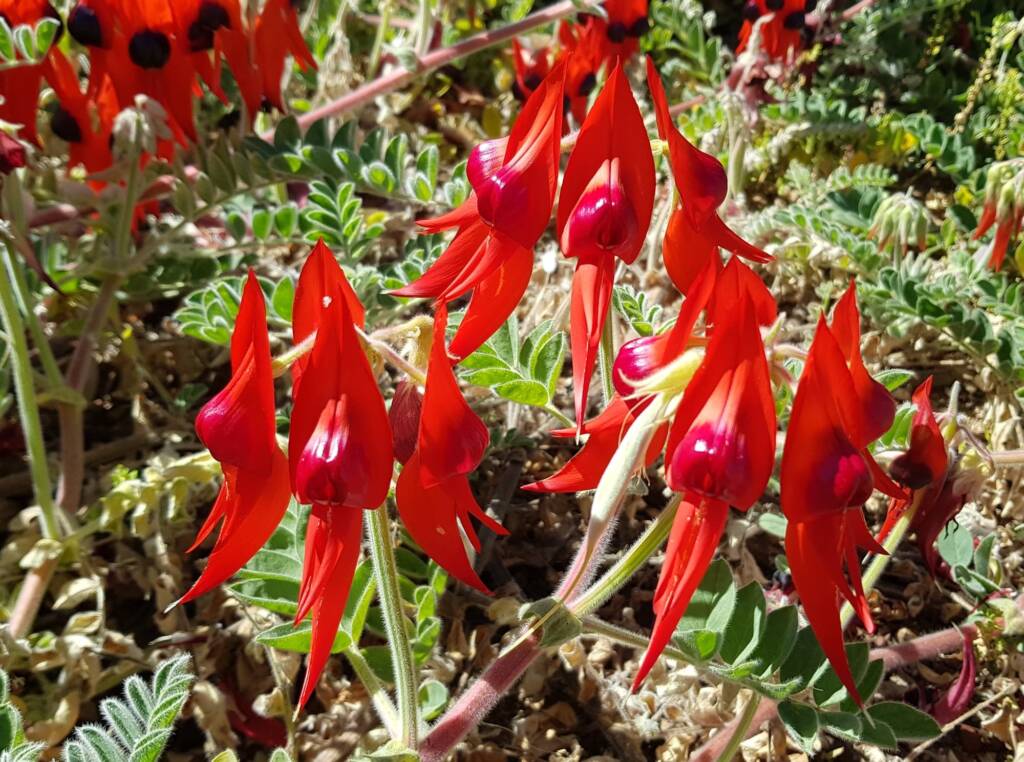 Northern form Sturt’s Desert Pea (Swainsona formosa), Alice Springs NT