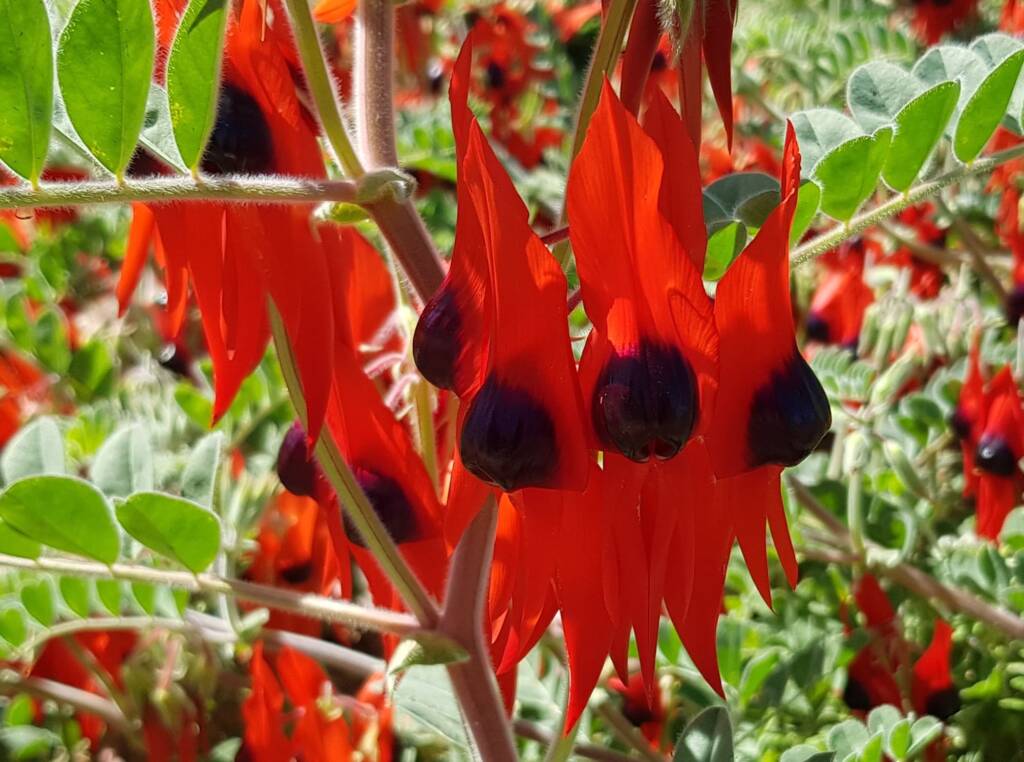 Sturt’s Desert Pea (Swainsona formosa), Alice Springs NT