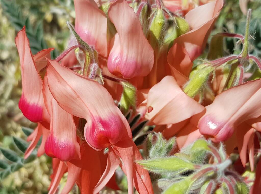 Pink Sturt’s Desert Pea (Swainsona formosa), Alice Springs NT