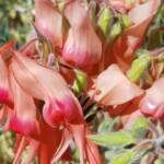 Pink Sturt’s Desert Pea (Swainsona formosa), Alice Springs NT