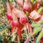 Pink Sturt’s Desert Pea (Swainsona formosa), Alice Springs NT