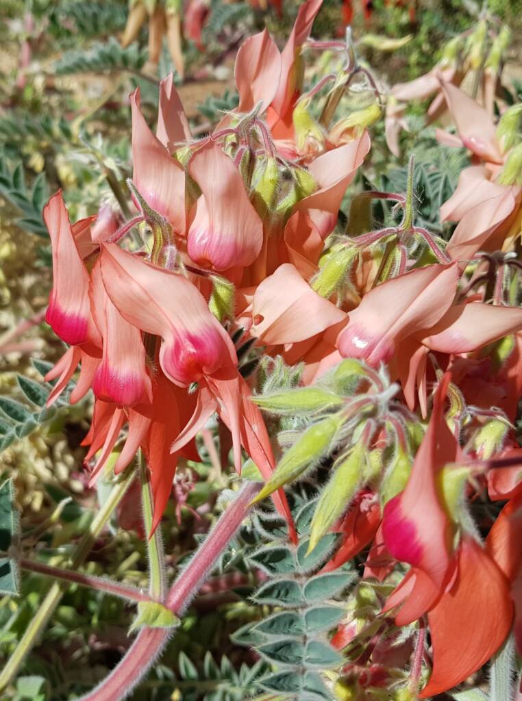 Pink Sturt’s Desert Pea (Swainsona formosa), Alice Springs NT