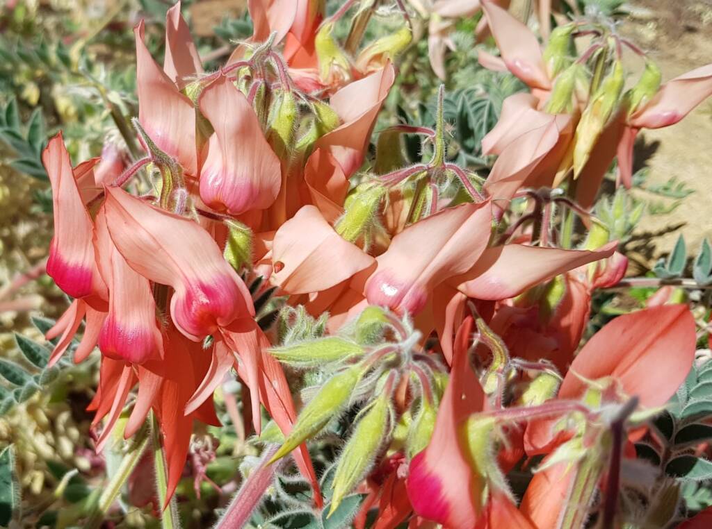 Pink Sturt’s Desert Pea (Swainsona formosa), Alice Springs NT