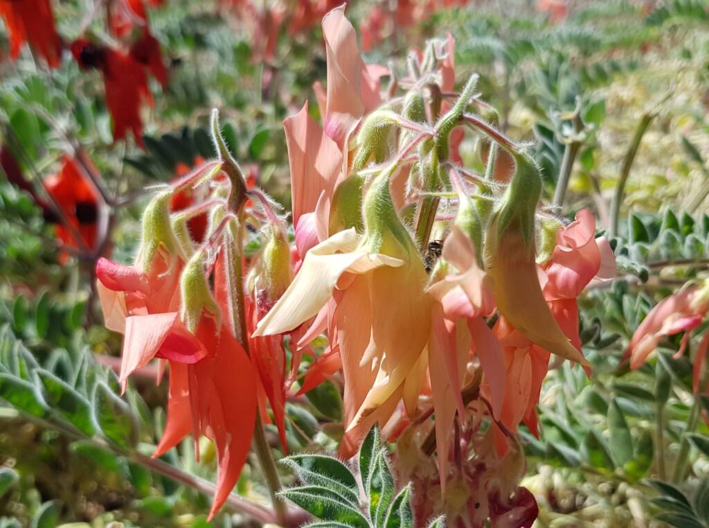 Shades of pink Sturt’s Desert Pea (Swainsona formosa), Alice Springs NT