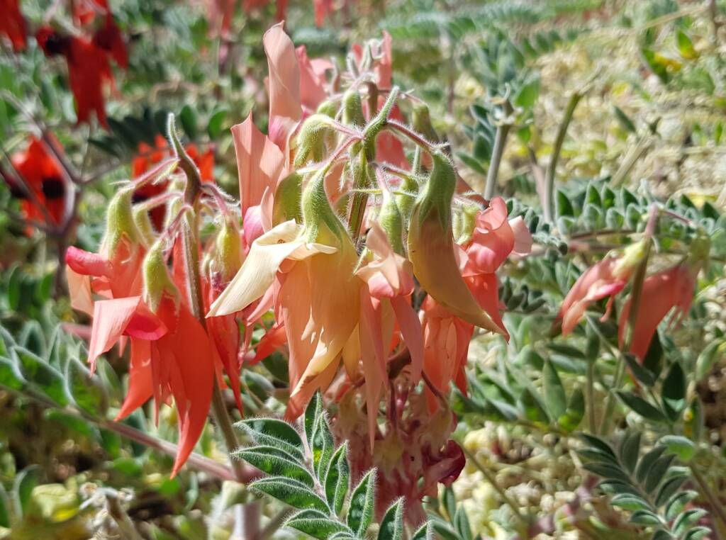 Shades of pink Sturt’s Desert Pea (Swainsona formosa), Alice Springs NT