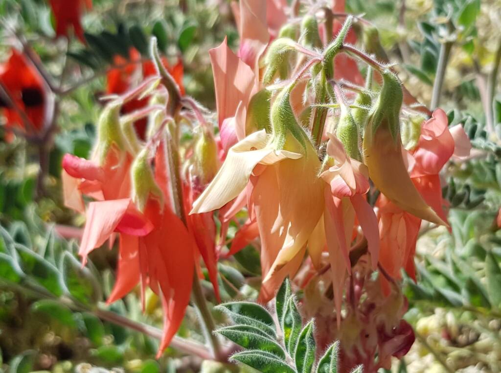 Shades of pink Sturt’s Desert Pea (Swainsona formosa), Alice Springs NT