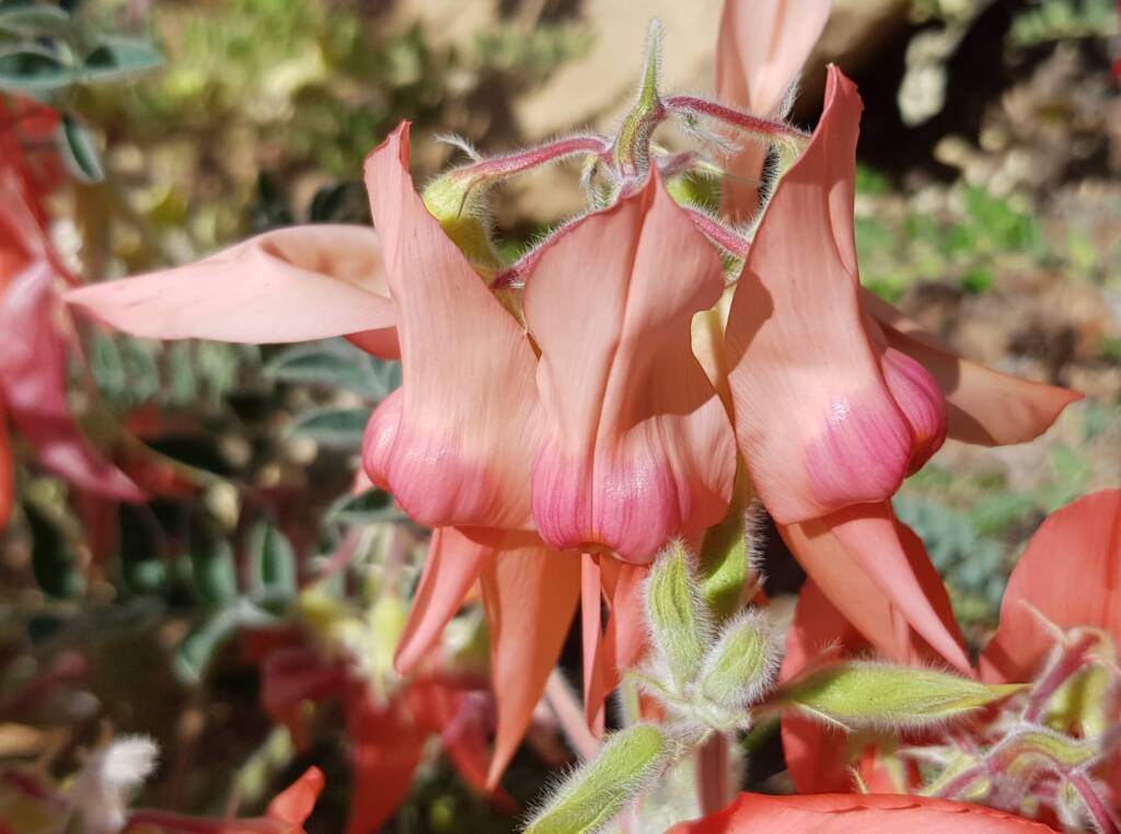 Pink Sturt’s Desert Pea (Swainsona formosa), Alice Springs NT