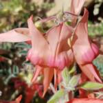 Pink Sturt’s Desert Pea (Swainsona formosa), Alice Springs NT