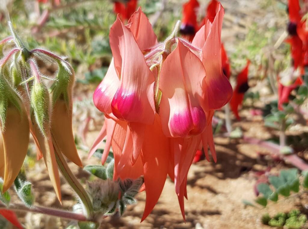 Pink Sturt’s Desert Pea (Swainsona formosa), Alice Springs NT