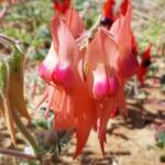 Pink Sturt’s Desert Pea (Swainsona formosa), Alice Springs NT