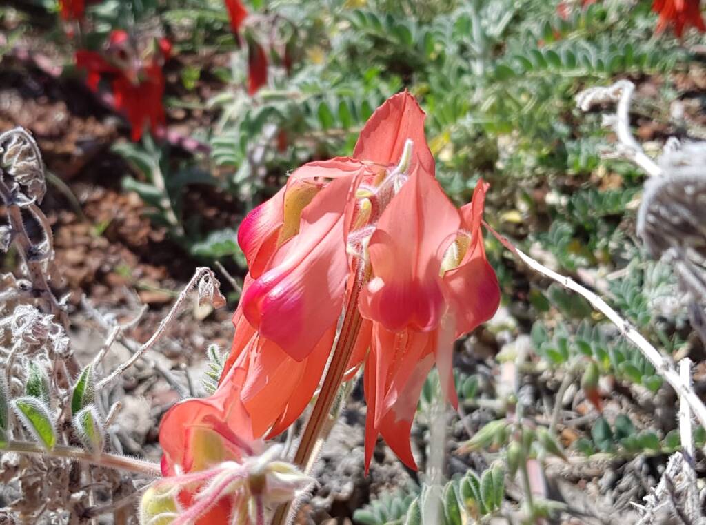 Pink Sturt’s Desert Pea (Swainsona formosa), Alice Springs NT