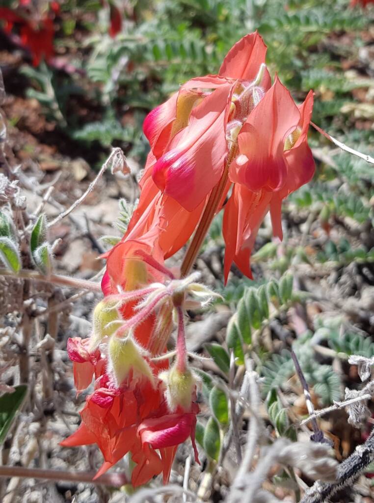 Pink Sturt’s Desert Pea (Swainsona formosa), Alice Springs NT