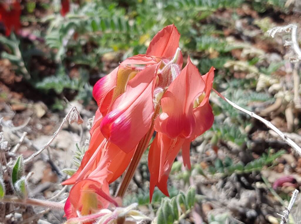 Pink Sturt’s Desert Pea (Swainsona formosa), Alice Springs NT