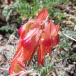 Pink Sturt’s Desert Pea (Swainsona formosa), Alice Springs NT
