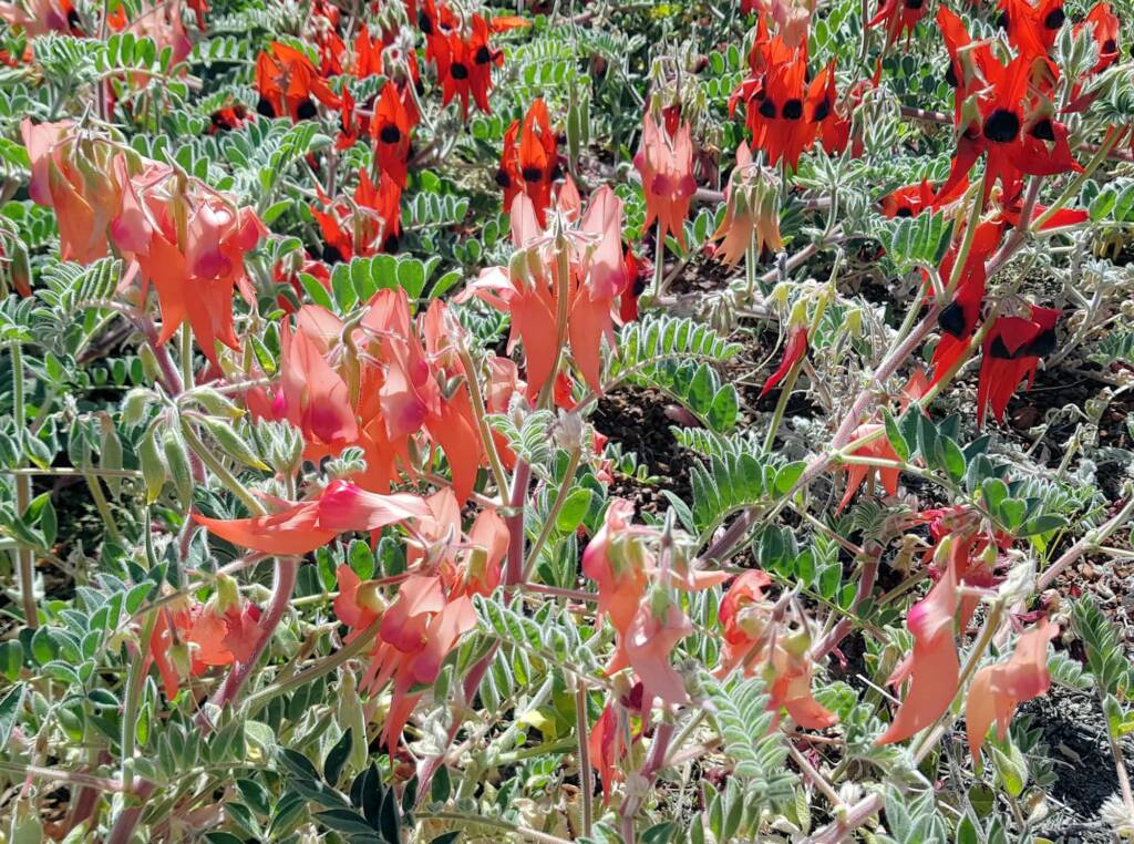 Pink and red Sturt’s Desert Pea (Swainsona formosa), Alice Springs NT