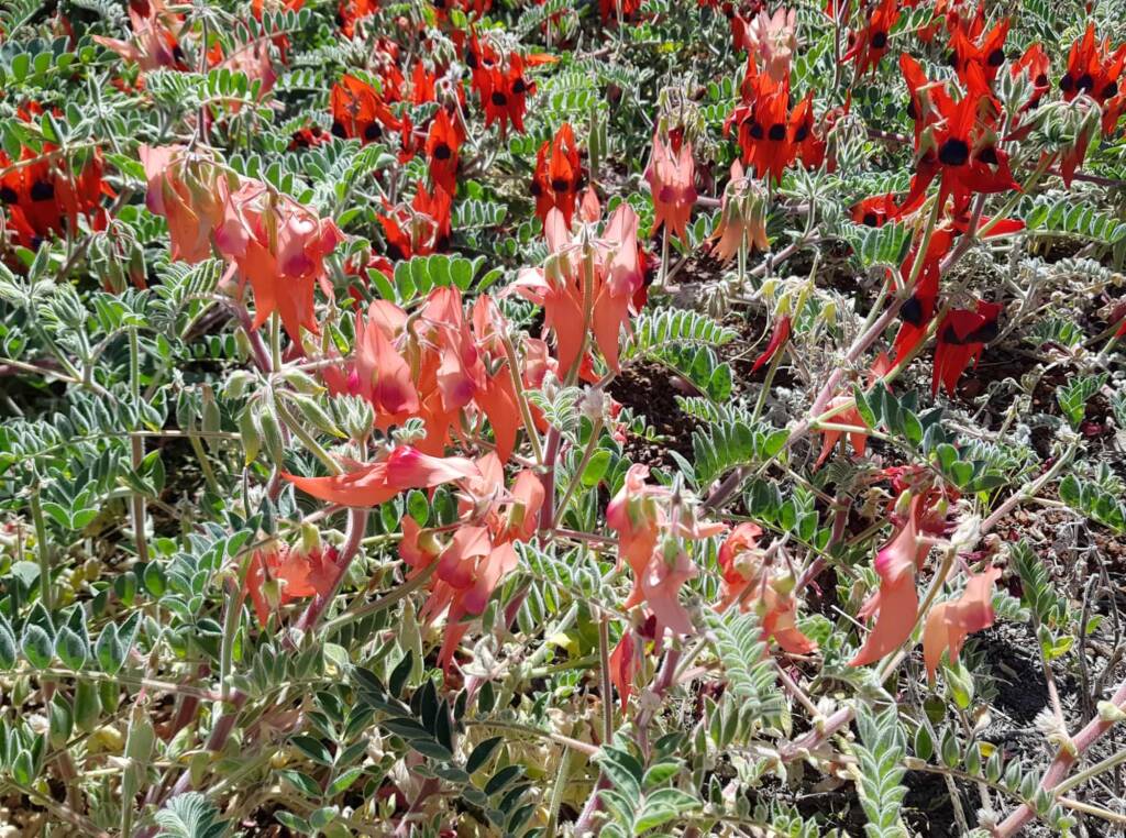 Pink and red Sturt’s Desert Pea (Swainsona formosa), Alice Springs NT