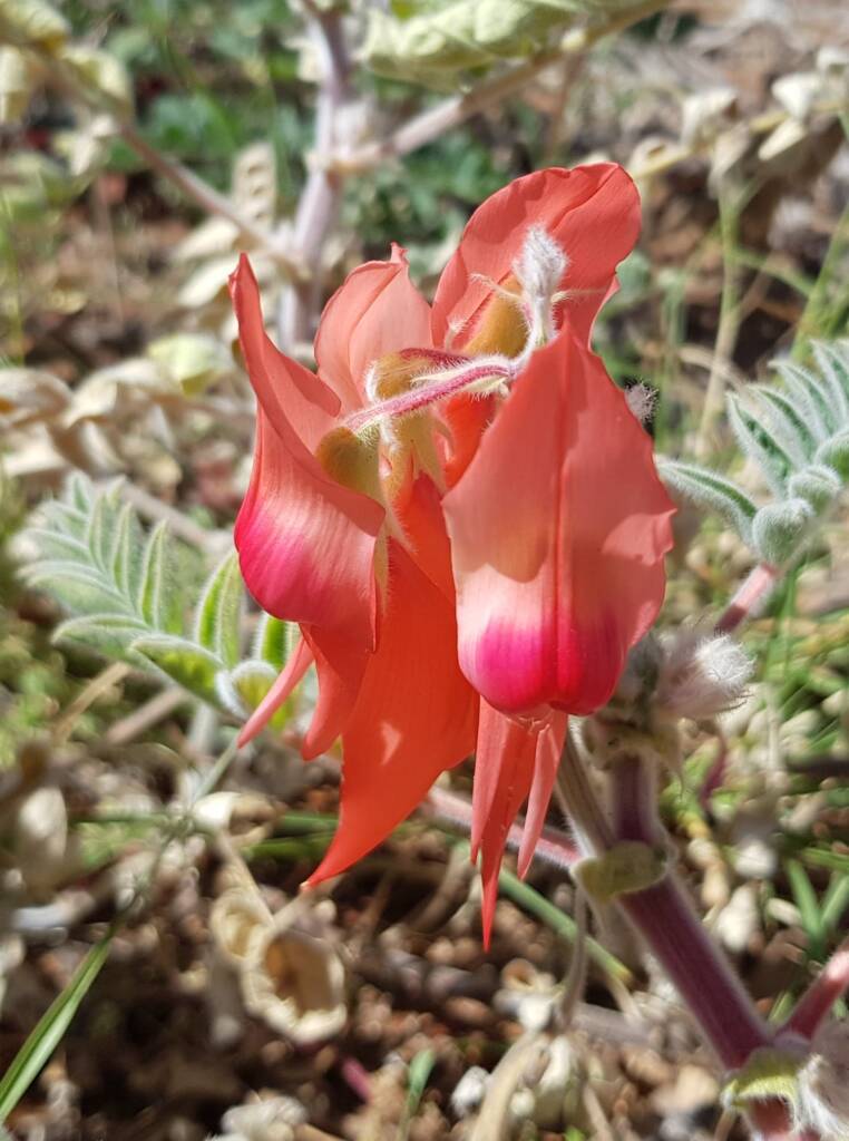Pink Sturt’s Desert Pea (Swainsona formosa), Alice Springs NT