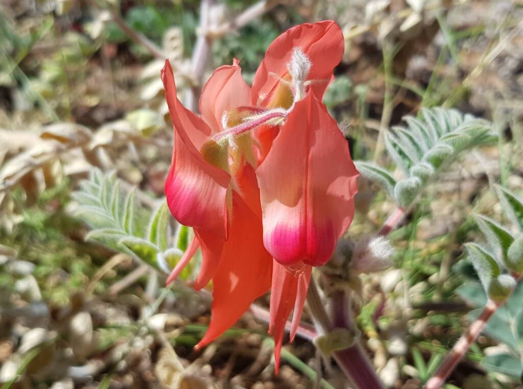 Pink Sturt’s Desert Pea (Swainsona formosa), Alice Springs NT