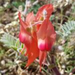 Pink Sturt’s Desert Pea (Swainsona formosa), Alice Springs NT