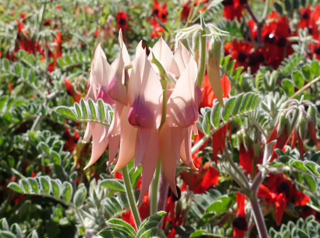 Sturt’s Desert Pea (Swainsona formosa), Alice Springs NT