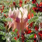Sturt’s Desert Pea (Swainsona formosa), Alice Springs NT