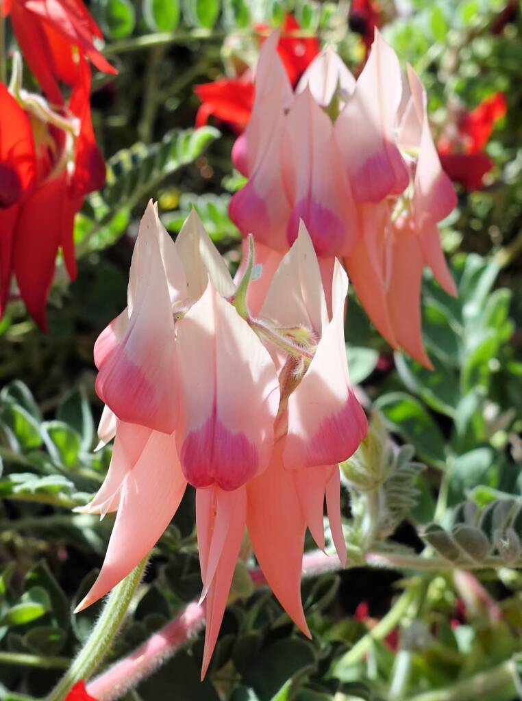 Sturt’s Desert Pea (Swainsona formosa), Alice Springs NT