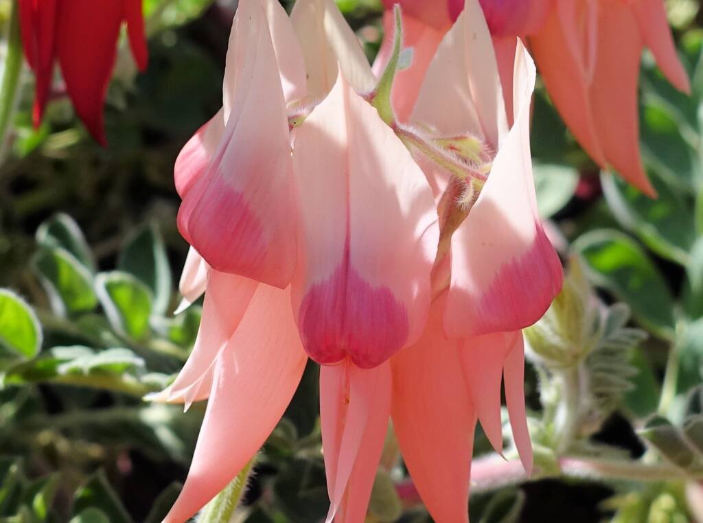 Sturt’s Desert Pea (Swainsona formosa), Alice Springs NT