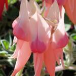 Sturt’s Desert Pea (Swainsona formosa), Alice Springs NT