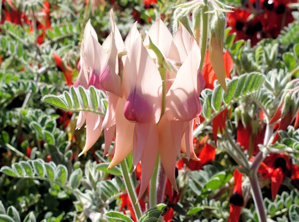 Sturt’s Desert Pea (Swainsona formosa), Alice Springs NT