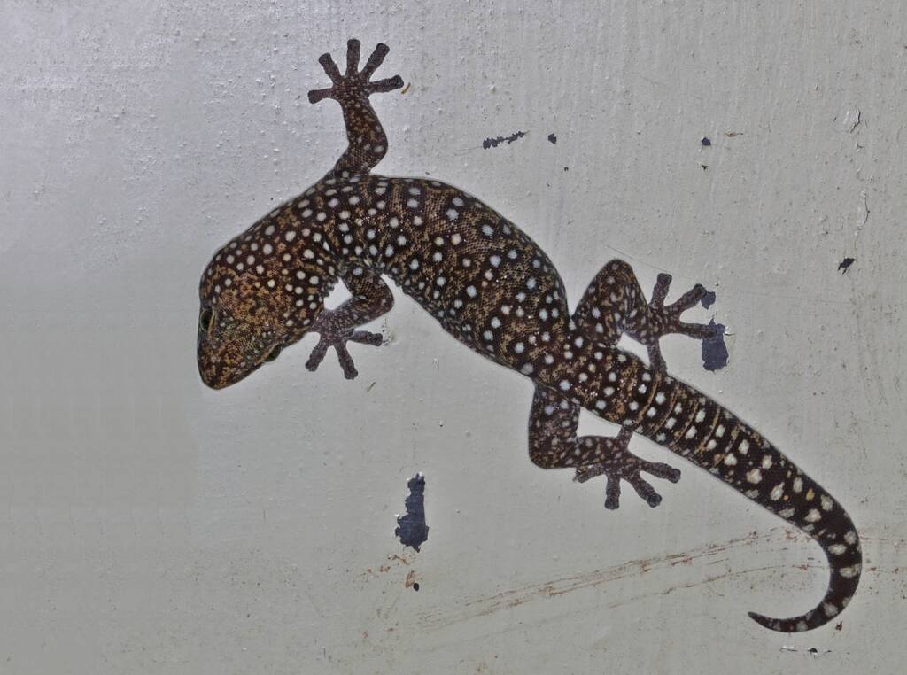 Tryon's Gecko (Oedura tryoni), Ballandean QLD © Marc Newman