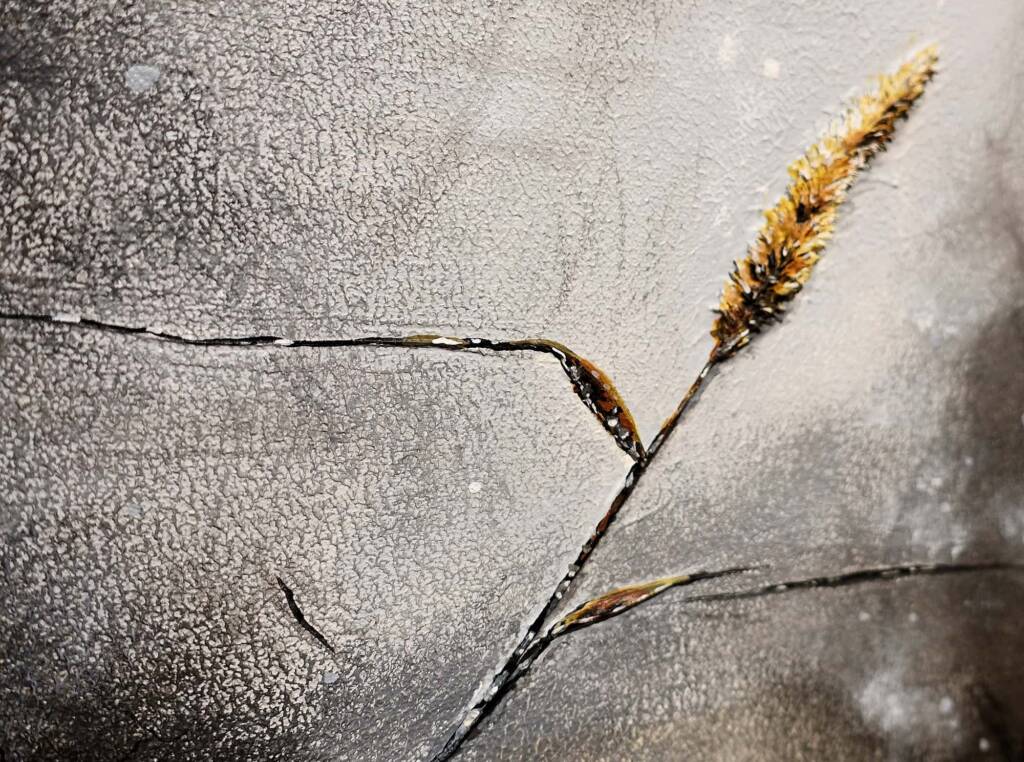 West Macs Ash Patch by Matt Grant, (Acrylic on Canvas), section Places, Advocate Art Award 2023