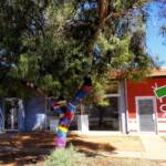 Yarn Bomb Eucalypt 2012, Alice Springs NT