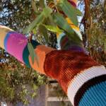 Yarn Bomb Eucalypt 2012, Alice Springs NT