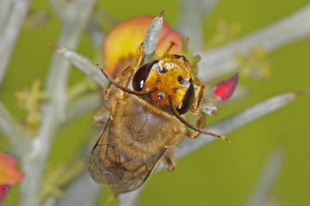 Trichocolletes dives, Mingenew WA © Marc Newman