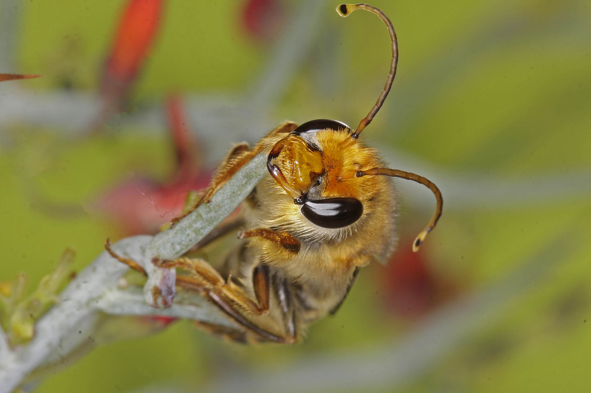 Trichocolletes dives, Mingenew WA © Marc Newman