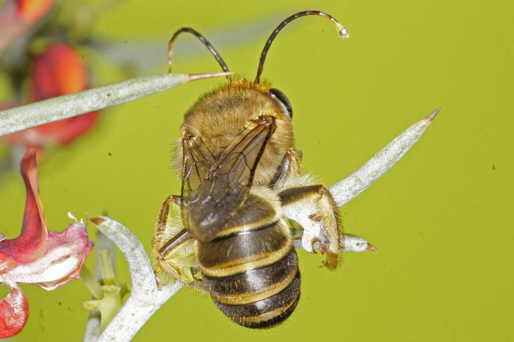 Trichocolletes dives, Mingenew WA © Marc Newman