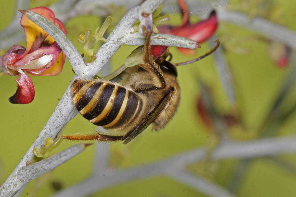 Trichocolletes dives, Mingenew WA © Marc Newman