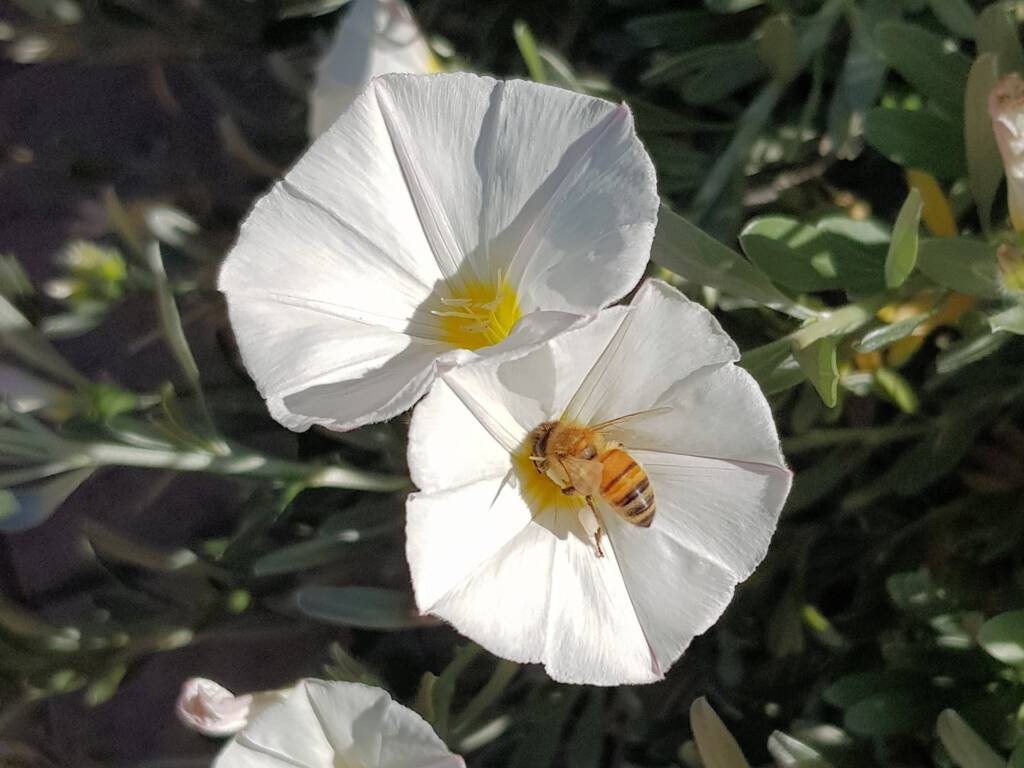 Apis mellifera on Convolvulus cneorum, Alice Springs NT
