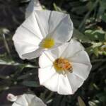 Apis mellifera on Convolvulus cneorum, Alice Springs NT