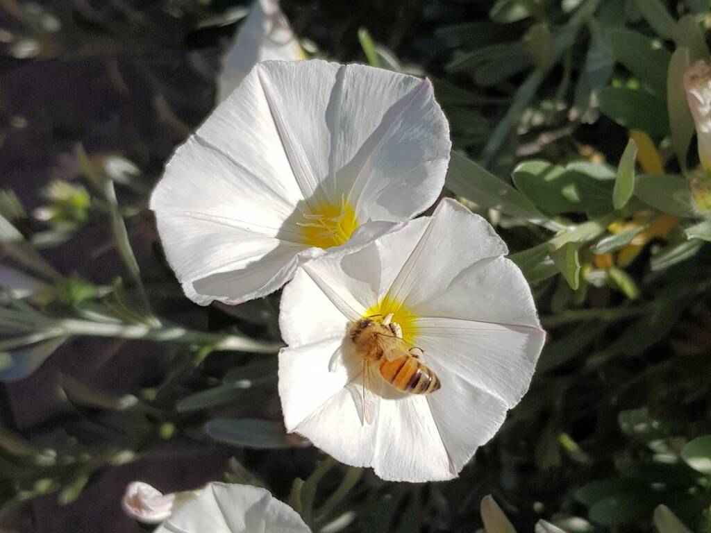 Apis mellifera on Convolvulus cneorum, Alice Springs NT