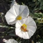 Apis mellifera on Convolvulus cneorum, Alice Springs NT