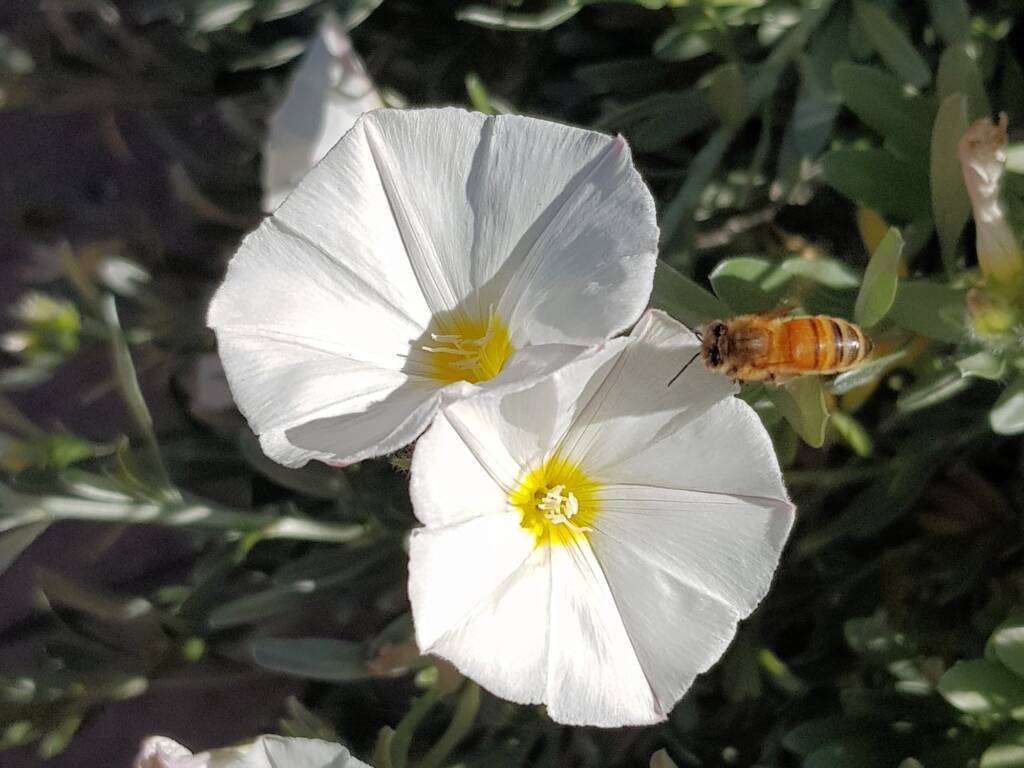 Apis mellifera on Convolvulus cneorum, Alice Springs NT