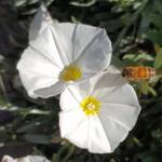 Apis mellifera on Convolvulus cneorum, Alice Springs NT