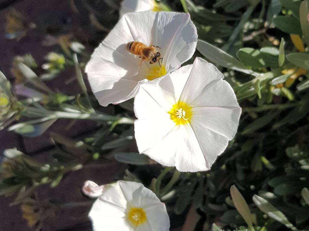 Apis mellifera on Convolvulus cneorum, Alice Springs NT