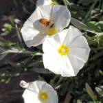 Apis mellifera on Convolvulus cneorum, Alice Springs NT