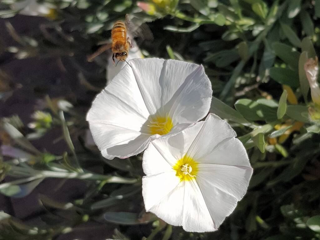 Apis mellifera on Convolvulus cneorum, Alice Springs NT