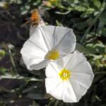 Apis mellifera on Convolvulus cneorum, Alice Springs NT