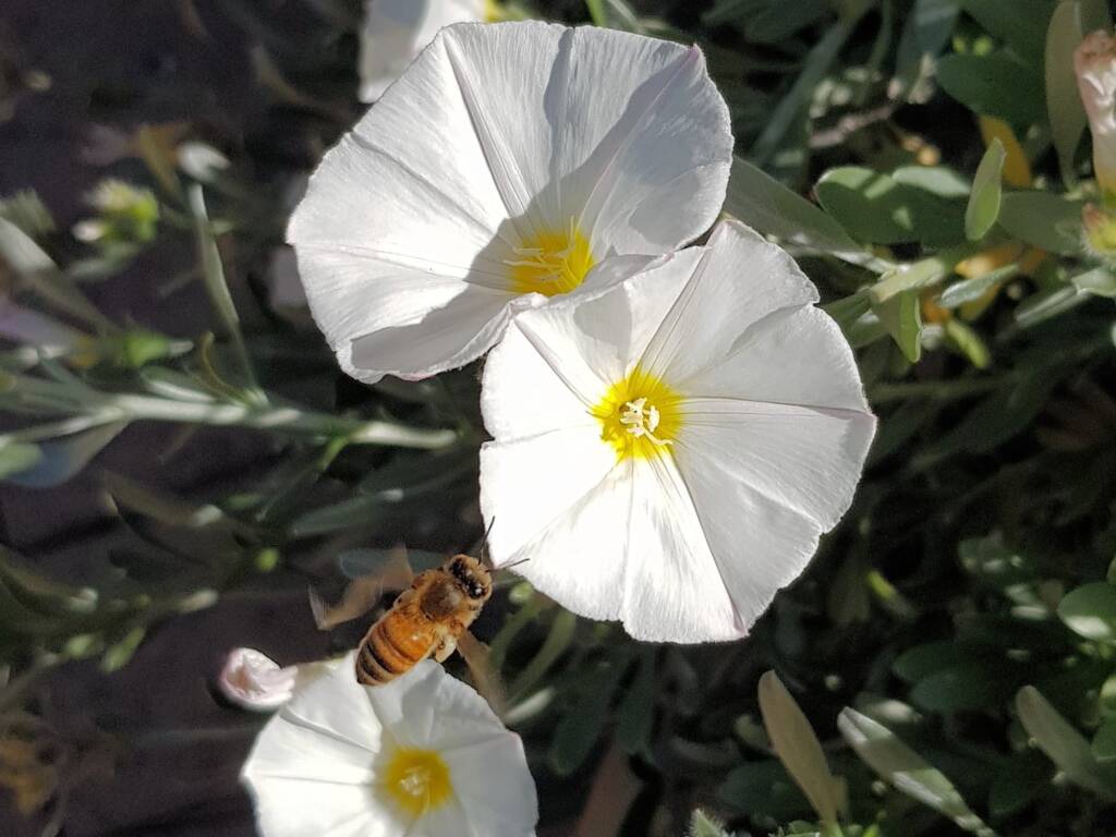 Apis mellifera on Convolvulus cneorum, Alice Springs NT