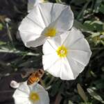 Apis mellifera on Convolvulus cneorum, Alice Springs NT