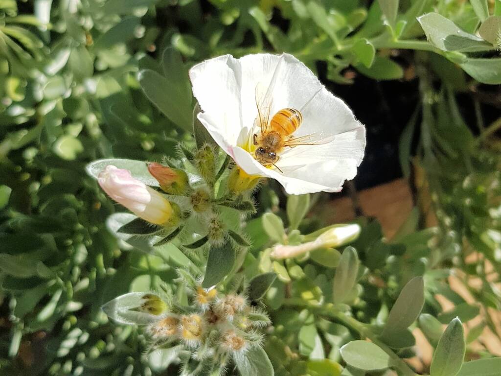 Apis mellifera on Convolvulus cneorum, Alice Springs NT